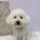 마롱 살롱 이미지