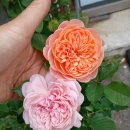 늘푸른솔약국 네이버블로그