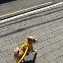 강아지유치원왕왕 이미지