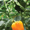 모태영농조합법인 이미지