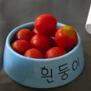 밥그릇 | 댄꼼마 짱구 흰둥이 밥그릇 SNS 핫템 내돈내산 후기