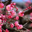 사군자 (B) 이미지