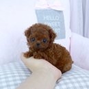 리얼독스쇼룸