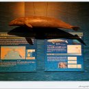 장생포고래박물관 이미지