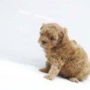 도그블랑 이미지