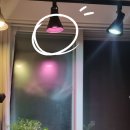 필립스(장미) 이미지