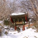 목화아씨 이미지