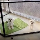 강남애니펫샵