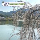 금산-05 | 경남 진주 벚꽃 구경 가볼 만한 곳 금산면 금호지 개화 시기, 금산 카페