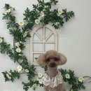 플로이몽 이미지