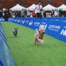 꽃보다 Dog 이미지