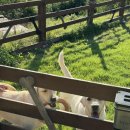 향수 농장 이미지