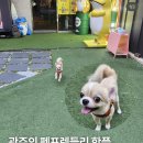 성지타워3차 | 상무지구 맛집 광주 횟집 점심 개념포차바다다 애견동반식당 대만족!