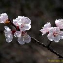 4월 15일의 꽃은 '살구나무(Apricot) 이미지