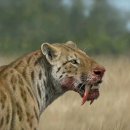 케라토사우루스 이미지