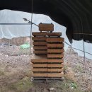 벧엘 양봉 이미지