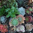 앵콜특강_다육이아트 이미지