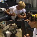 반려견 셀프미용 이미지