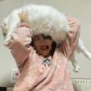 11월 5째주+12월1째주 주간일기