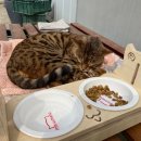 오로라펫 이미지