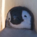 펭귄꼬마김밥