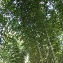 [가본곳] 강진 백운동 원림속 비밀의 정원에서 옛 선비의 여유로움과 풍류를 즐기다