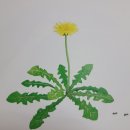 민들레는 민들레