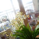 환타지아 이미지