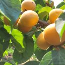 억만농장 이미지