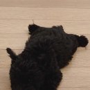 하우하 이미지