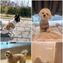 옐레드 하남미사점 | 하남 강아지 유치원 끝판왕, 옐레드 하남미사점 후기🔥
