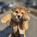 용인시동물보호센터 | ㅣ 용인시 동물보호센터 ㅣ공고번호 2025-595 달식