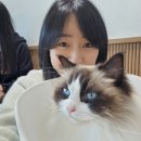 폴인캣츠