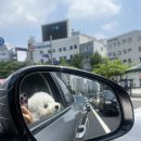 연희도그 이미지