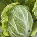 국용농장 이미지