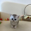 미니펫 강아지분양 고양이분양 수원점 | 수원고양이분양 독스캣 강아지입양 고양이분양 수원점 귀여운 고양이들 만나고온 후기🐱✨