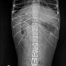 죽전동물병원 이미지