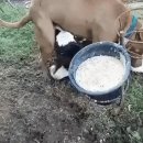 송아지 PC 이미지