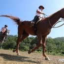 12월 주말마다 제주서 승마대회 열려…소년체전 지역대표 예선전 이미지