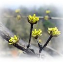 꽃봉우리 이미지