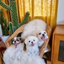 까까달래 이미지