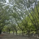 4 | 사천 우천숲 삼천포대교 4월 피크닉 후기
