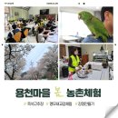 봉하농촌 체험마을 | [공지] 경기 양평가볼만한곳 용천마을 농촌체험 후기 고추장만들기 앵무새교감체험 강정 만들기