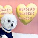 디어포우 이미지