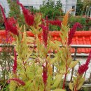 아마란스 이미지