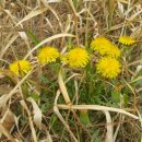 원삼초등학교(병설) 이미지