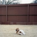 카페프라이빗 | 양평 애견 동반 카페 프라이빗 운동장 후기, 조용히 뛰어놀기 좋은 곳