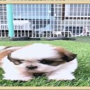 댕댕이천사 이미지