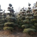 여주-0741 이미지