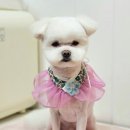 메리몰펫샵(사직점) | 부산 사직동 애견미용 메리몰펫샵 사직점